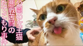 公園の女王猫、病院搬送失敗で再び心を閉ざす