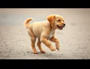 【高音質576kbps】ショパン 子犬のワルツ【MML打ち込み】