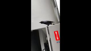 ハローって鳴くカラス