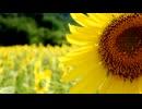 夏は……