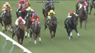 2016 アイビスサマーダッシュ (GIII)　ベルカント