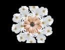 floral arrangement of daisies and anemones