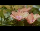 red flowers outdoors