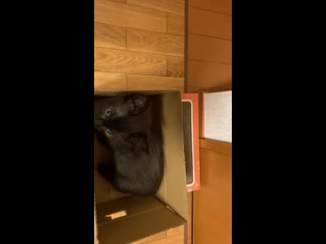 Amazonの段ボールが好きすぎる黒猫マイン