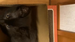 Amazonの段ボールが好きすぎる黒猫マイン