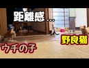 もうちょい仲良くならんかな？【野良猫】