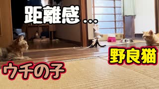もうちょい仲良くならんかな？【野良猫】