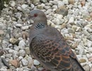 鳩　2025年7月29日　夏