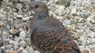 鳩　2025年7月29日　夏