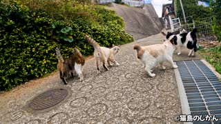 リアル猫の恩返しのような光景①