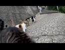 リアル猫の恩返しのような光景②