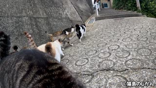 リアル猫の恩返しのような光景②