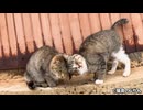 リアル猫の恩返しのような光景③