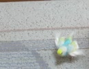 少しビビったインコ　キンカチョウが飛んだ瞬間少しビビったインコ　ショート動画