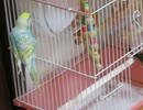 カゴの外で遊ぶ？インコ→中に入りキンカチョウが出る ショート動画