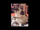 ホモと見る太りすぎた猫たち