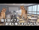 【ホモ受け編】ホモビデオ制作会社アルバイトの日常 #猫ミーム #猫マニ