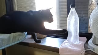 凍ったペットボトルが気になるこま