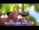「日差しが強すぎて･･･」連日の猛暑・少雨　農作物への影響は　モモは糖度アップ・ブドウはしぼむ被害　秋野菜への影響懸念も