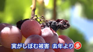 「日差しが強すぎて･･･」連日の猛暑・少雨　農作物への影響は　モモは糖度アップ・ブドウはしぼむ被害　秋野菜への影響懸念も