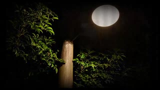 【バイノーラル録音作業用BGM】千と千尋の神隠しASMR