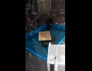 コツメカワウソ