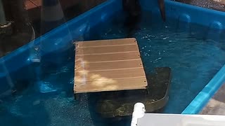 コツメカワウソ