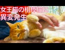 公園の女王猫、再び環境が激変する