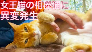 公園の女王猫、再び環境が激変する