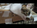 まったりビビ3