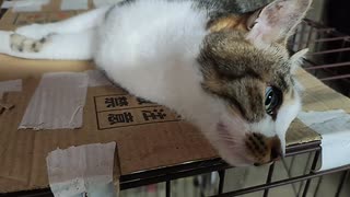 まったりビビ3