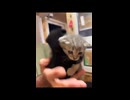 ホモと見る離れたがらない兄弟ネコ