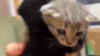 ホモと見る離れたがらない兄弟ネコ