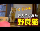 呼んでくれて うれしかったんですが…【野良猫】
