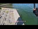 さどうささらの魚釣り＃３　続・海の延べ竿ちょうちん釣り（汽水湖）
