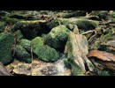 Exploring the nature of Yakushima. 藤野孝紘