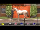 【セレクトセール2025】 １日目１歳馬 上場番号61～90