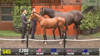 【セレクトセール2025】 ２日目当歳馬 上場番号541～551（最終）