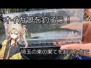 河川中流～下流域でのオイカワ釣り
