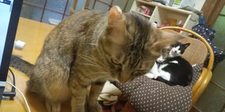津波だとォ！？（猫たちの反応は？）警報見て驚いた！