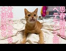 還暦思春期男児猫、片想い前のウンモ出待ち