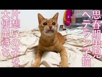 還暦思春期男児猫、片想い前のウンモ出待ち