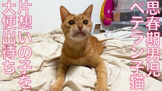 還暦思春期男児猫、片想い前のウンモ出待ち