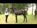 【セレクトセール2025】 ２日目当歳馬 直前展示