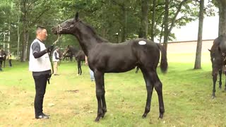【セレクトセール2025】 ２日目当歳馬 直前展示