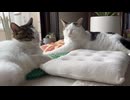 なるようになるさの動画