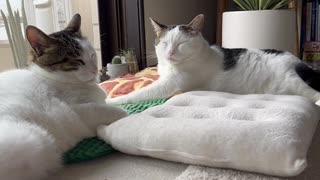 なるようになるさの動画