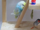 階段でウトウトインコ キンカチョウもウトウト