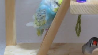 階段でウトウトインコ キンカチョウもウトウト