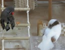 皆で毛づくろい　毛繕いキンカチョウ ジュウシマツ インコ